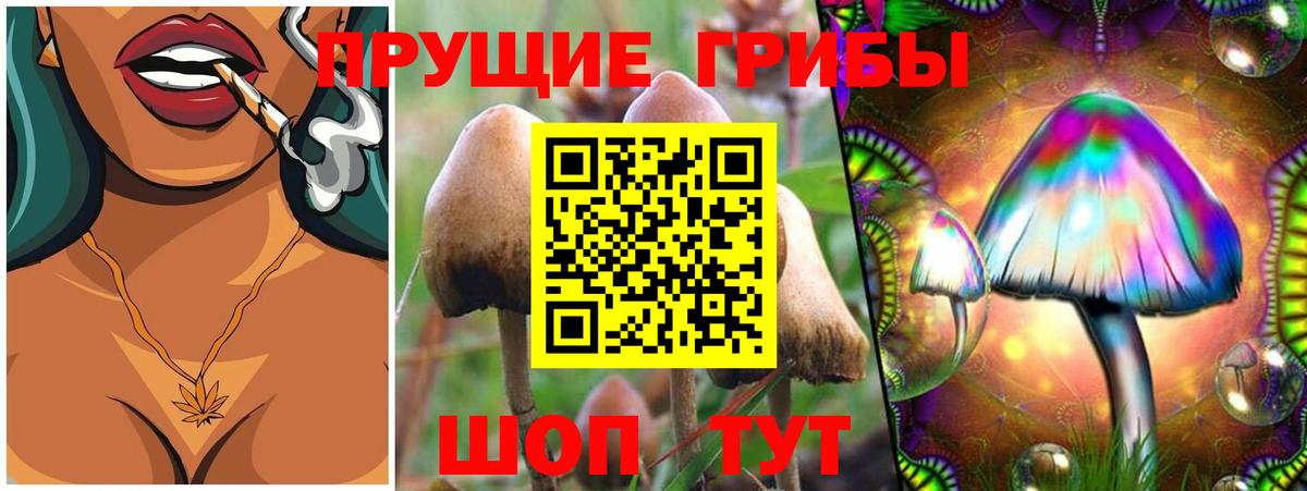 Галлюциногенные грибы Psilocybine cubensis Тамбов